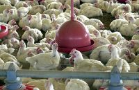 BRF recolhe carne de frango por risco de contaminação por salmonella Arquivo Agência Brasil