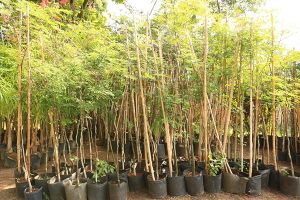 Belford Roxo investe no meio ambiente e aumenta arrecadação do ICMS Verde 3 ICMS VERDE HORTO