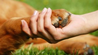 Medida amplia Selo Amigo dos Animais Banco de Imagem