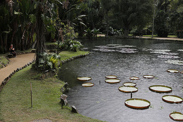 Jardim Botânico do Rio comemora 200 anos de ciência da flora no país