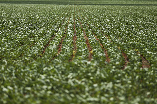 RJ estuda implantação da primeira fábrica de fertilizantes no estado