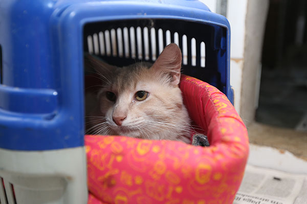 Foto: Banco de Imagens Veterinário dá dicas de como preservar a saúde dos felinos de estimação