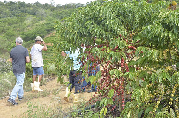 Governo terá espaço no Festival do Café promovendo incentivo à cafeicultura fluminense