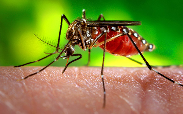 Brasil bate recorde de mortes por dengue em 2023