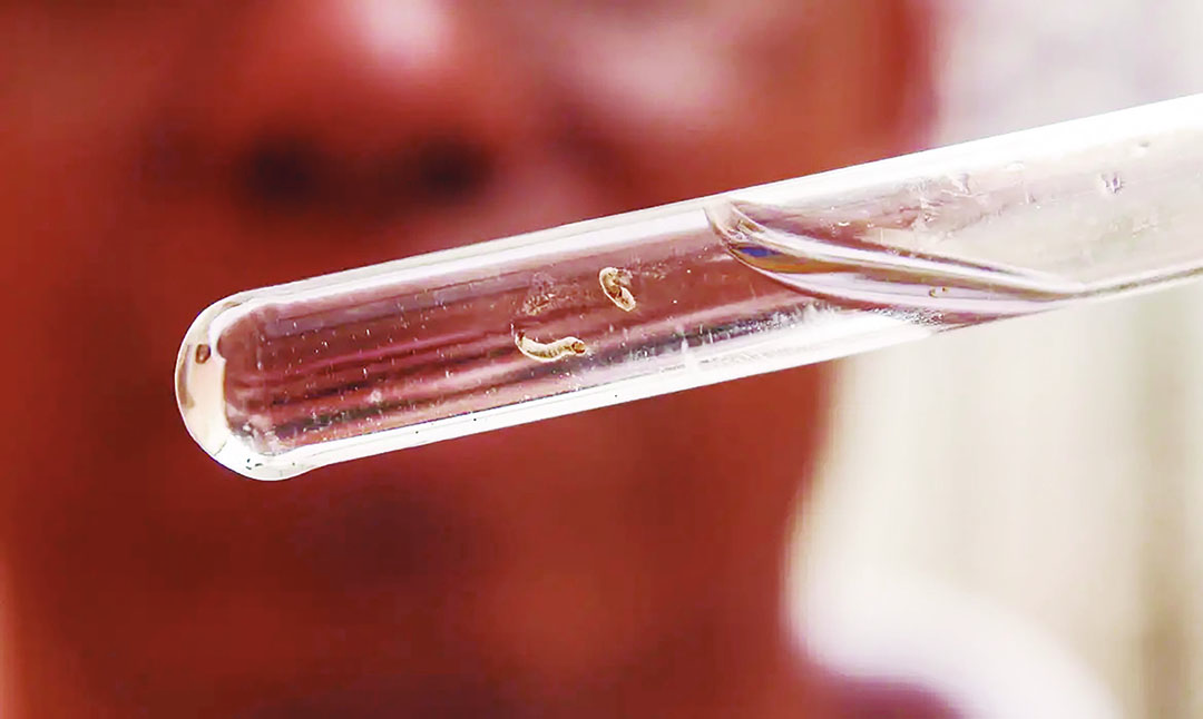 Brasil tem 391 mortes por dengue