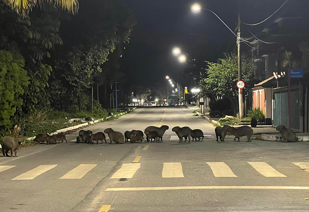 Foto: Banco de Imagens Fotógrafo de Maricá registra passeio de 20 capivaras