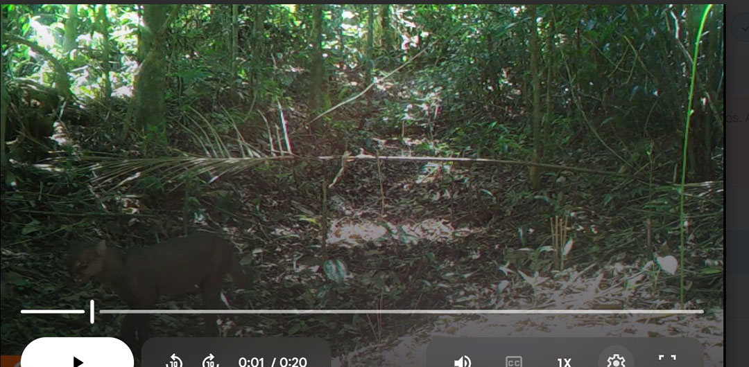 Maricá faz segundo flagrante de gatos-mouriscos por câmeras de monitoramento