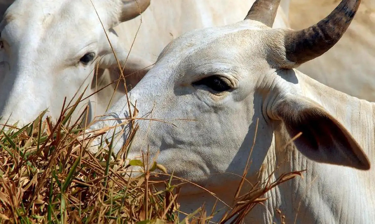 União Europeia veta carne brasileira e produtos de origem animal a partir de setembro por falha sanitária